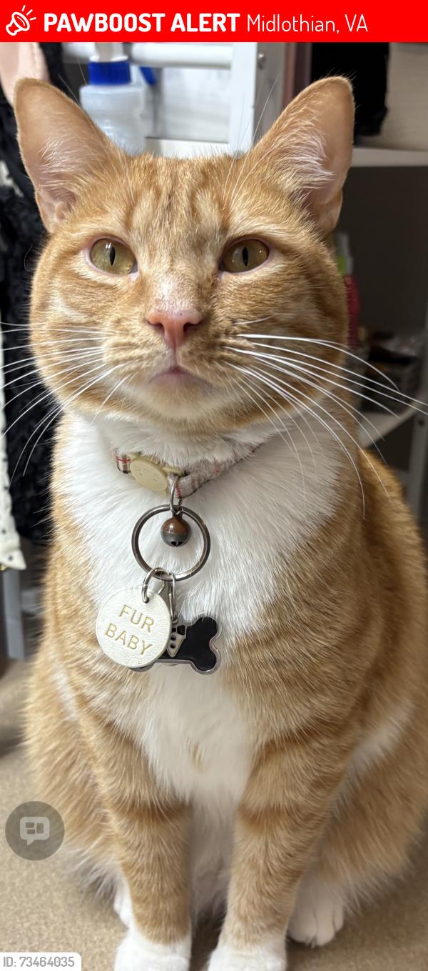 Lost Male Cat last seen Brightpoint College, Midlo YMCA, Streets: Charter Colony, Woolridge, Coalfield Rd ,, Midlothian, VA 23114
