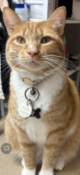 Lost Male Cat last seen Brightpoint College, Midlo YMCA, Streets: Charter Colony, Woolridge, Coalfield Rd ,, Midlothian, VA 23114