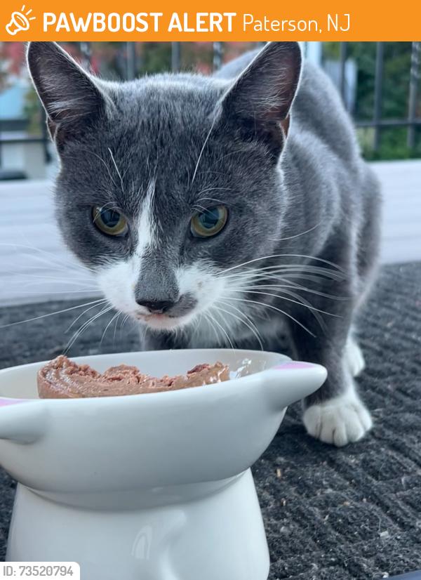 Found/Stray Male Cat last seen Temple st Paterson, Paterson, NJ 07522