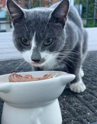 Found/Stray Male Cat last seen Temple st Paterson, Paterson, NJ 07522