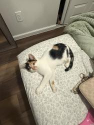 Reunited Female Cat last seen Rock canyon street, Katy, TX 77450