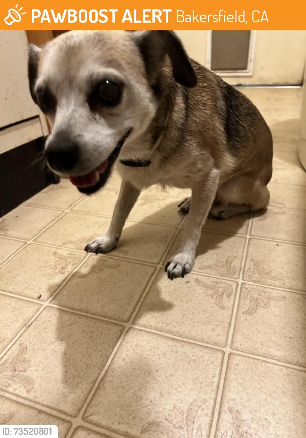 Found/Stray Unknown Dog last seen Palm and A Street, Bakersfield, CA, Bakersfield, CA 93304
