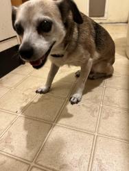 Found/Stray Unknown Dog last seen Palm and A Street, Bakersfield, CA, Bakersfield, CA 93304