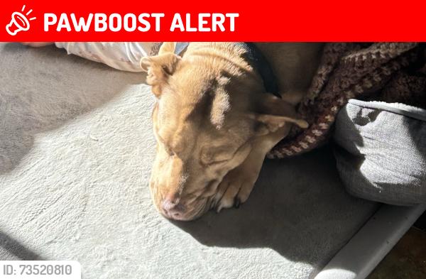 Lost Female Dog last seen Golf course, Leongatha South, VIC 3953