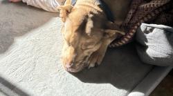 Lost Female Dog last seen Golf course, Leongatha South, VIC 3953