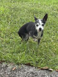 Found/Stray Male Dog last seen Old Polk city rd, Lakeland, FL 33809