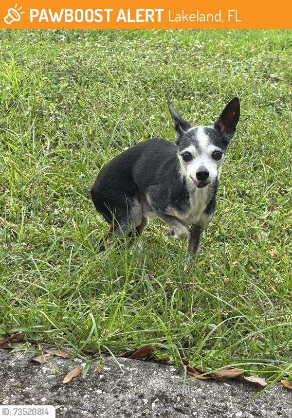 Found/Stray Male Dog last seen Old Polk city rd, Lakeland, FL 33809