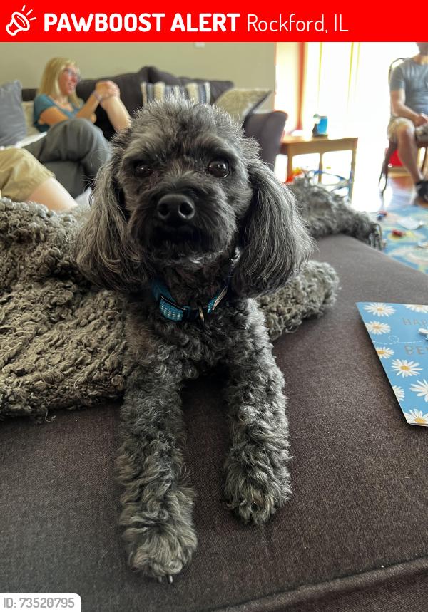 Lost Male Dog last seen Lakewood dr and Park-er woods dr., Rockford, IL 61102