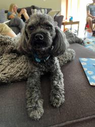 Lost Male Dog last seen Lakewood dr and Park-er woods dr., Rockford, IL 61102