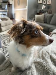 Lost Male Dog last seen 13th and Maize, Wichita, KS 67212