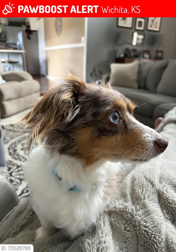 Lost Male Dog last seen 13th and Maize, Wichita, KS 67212