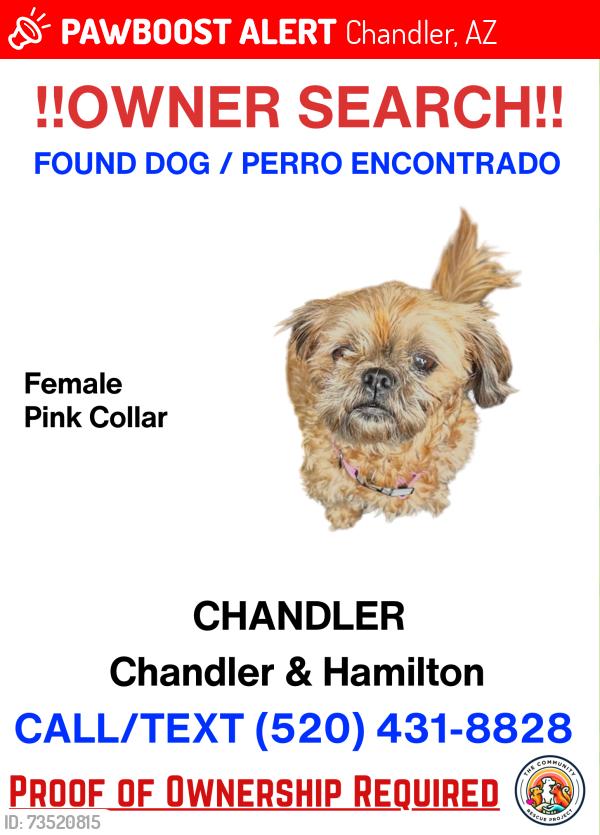 Lost Female Cat last seen Chandler and hamilton, Chandler, AZ 85225