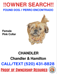 Lost Female Cat last seen Chandler and hamilton, Chandler, AZ 85225