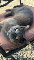 Lost Male Cat last seen vinland elementary, Poulsbo, WA 98370