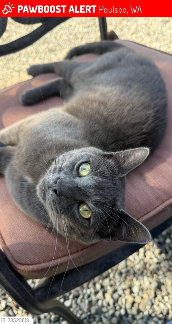 Lost Male Cat last seen vinland elementary, Poulsbo, WA 98370