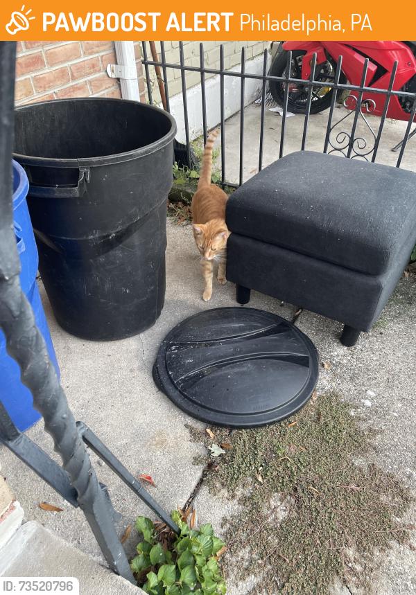 Found/Stray Male Cat last seen 27th st, Philadelphia, PA 19145