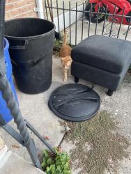 Found/Stray Male Cat last seen 27th st, Philadelphia, PA 19145