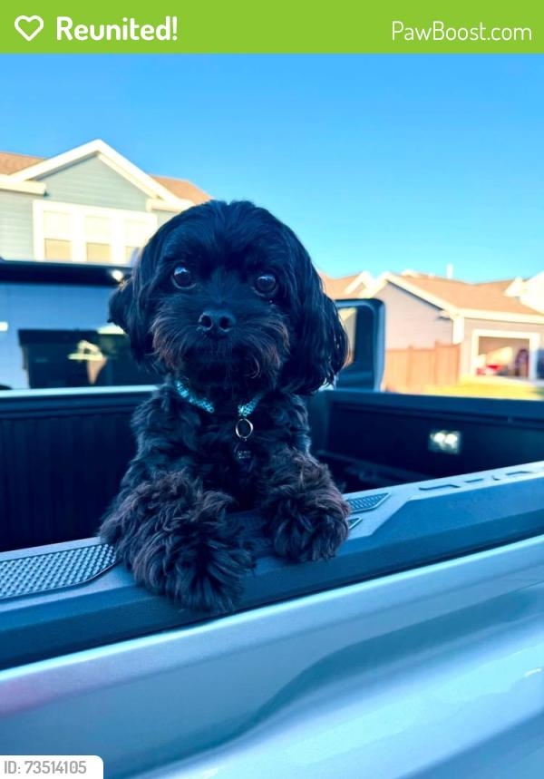 Reunited Male Dog last seen Train Tracks at Gadwall Lane and Sugar Ridge Lane - Spring Hill, TN, Spring Hill, TN 37174