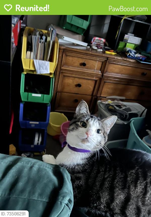 Reunited Female Cat last seen Emerson rd, Mount Pleasant, WI 53406