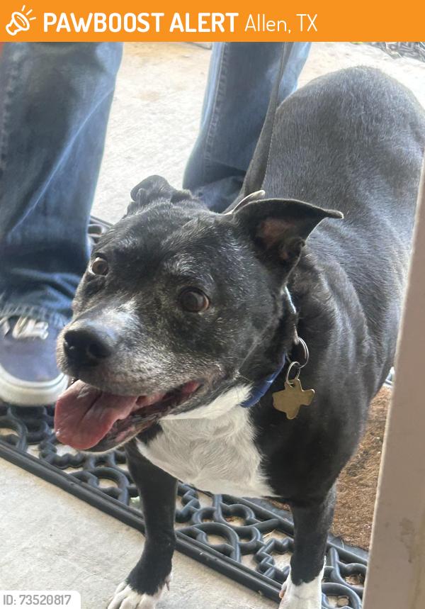 Found/Stray Female Dog last seen Blackenhurst land, Allen, TX 75002