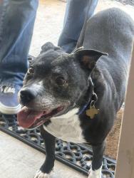 Found/Stray Female Dog last seen Blackenhurst land, Allen, TX 75002