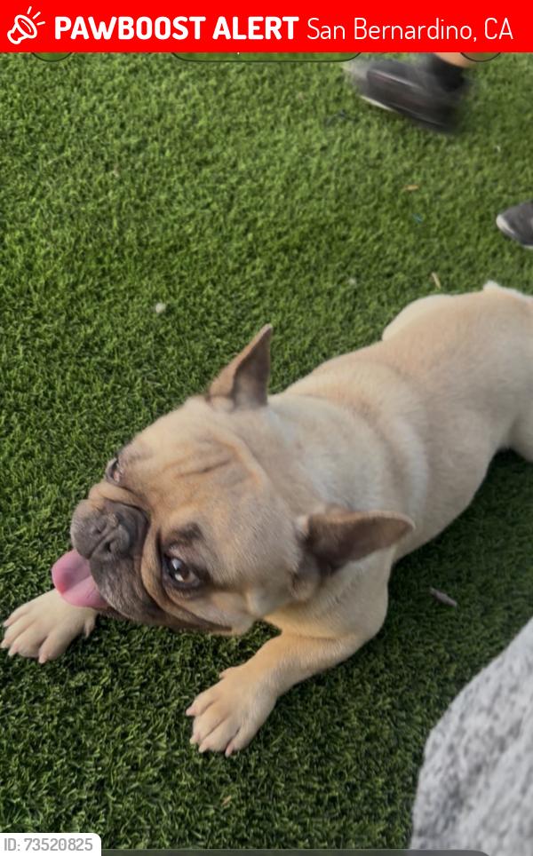 Lost Male Dog last seen Waterman, San Bernardino, CA 92404