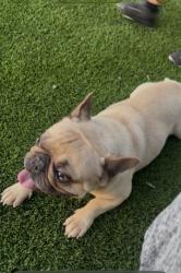 Lost Male Dog last seen Waterman, San Bernardino, CA 92404