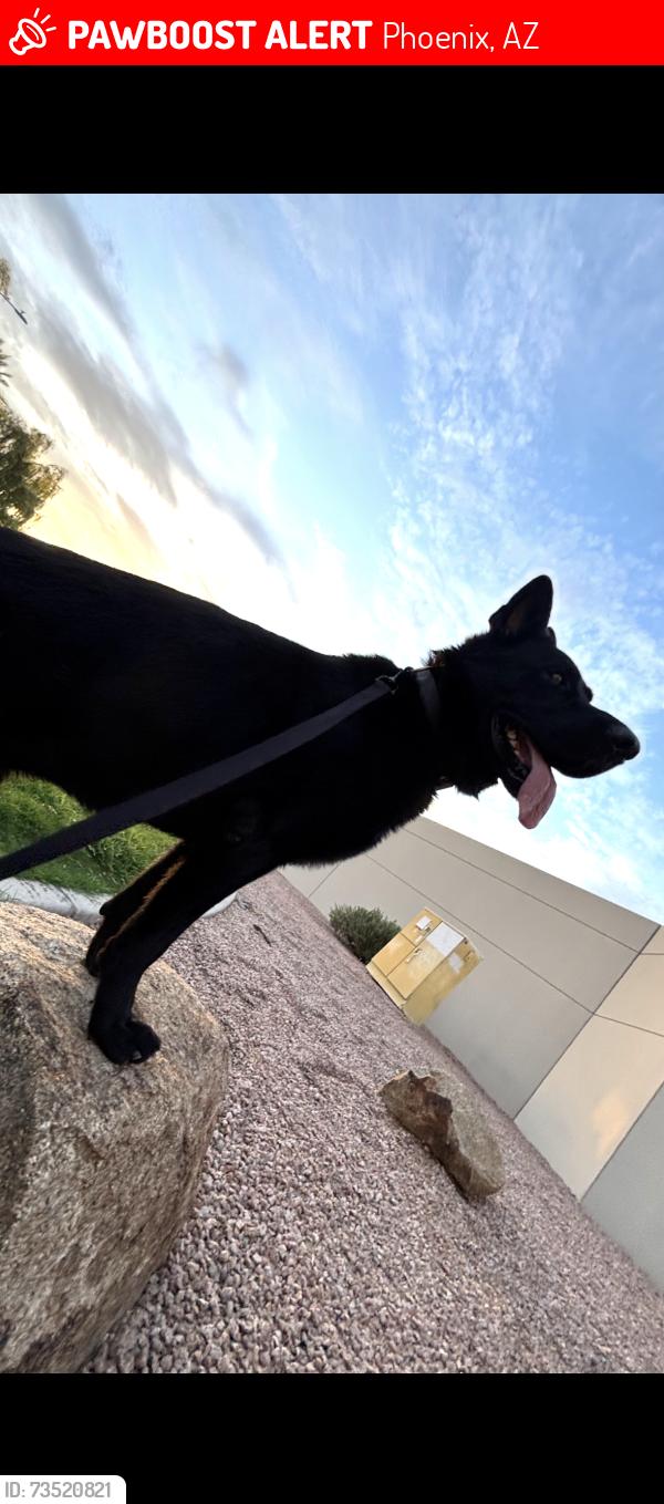 Lost Male Dog last seen 27th ave and Indian school, Phoenix, AZ 85017