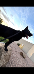 Lost Male Dog last seen 27th ave and Indian school, Phoenix, AZ 85017