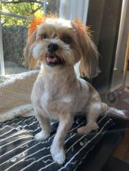Reunited Female Dog last seen Armour and Central, Wichita, KS 67206