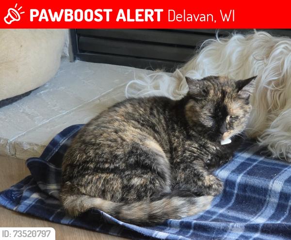 Lost Female Cat last seen Birchwood and Betzer St, Delavan, WI, Delavan, WI 53115