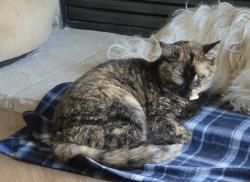 Lost Female Cat last seen Birchwood and Betzer St, Delavan, WI, Delavan, WI 53115