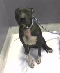 Shelter Stray Female Dog last seen Near BLOCK HOLTON ST, TALLAHASSEE FL 32310, 1125 Easterwood Dr, Tallahassee, FL 32311, USA