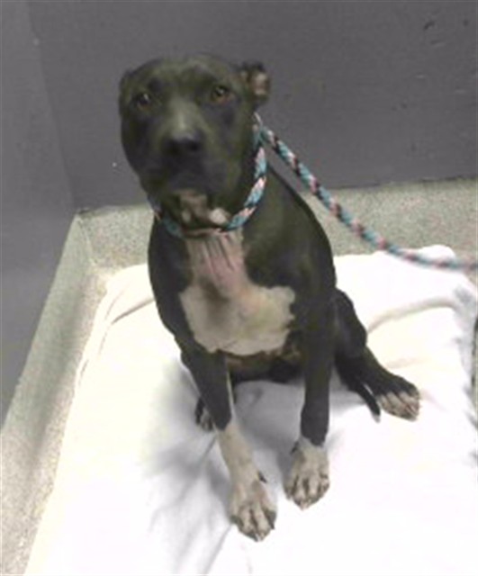 Shelter Stray Female Dog last seen Near BLOCK HOLTON ST, TALLAHASSEE FL 32310, 1125 Easterwood Dr, Tallahassee, FL 32311, USA