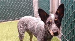 Shelter Stray Female Dog last seen , 11258 Garfield Ave, Downey, CA 90242, USA