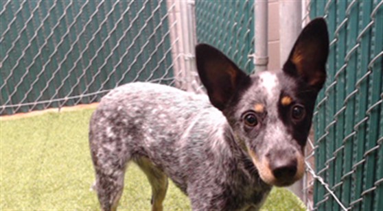 Shelter Stray Female Dog last seen , 11258 Garfield Ave, Downey, CA 90242, USA