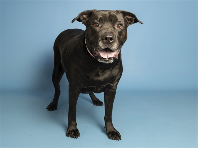 Shelter Stray Female Dog last seen Near BLOCK W SOUTHERN AVE, 5501 E Van Buren St, Phoenix, AZ 85008, USA