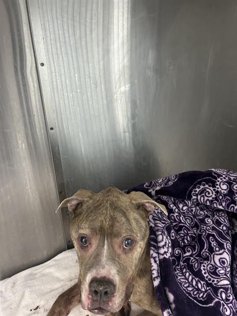 Shelter Stray Female Dog last seen CHARLOTTE, 8315 Byrum Dr, Charlotte, NC 28217, USA