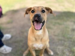 Shelter Stray Female Dog last seen E OSBORN ROAD & N 12TH STREET, 5501 E Van Buren St, Phoenix, AZ 85008, USA