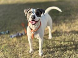 Shelter Stray Female Dog last seen 43RD AVE AND GLENDALE, 5501 E Van Buren St, Phoenix, AZ 85008, USA