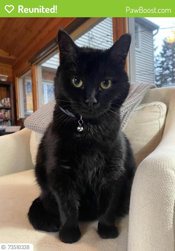 Reunited Female Cat last seen Wattles and Beach, Troy, MI 48084