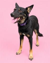 Shelter Stray Female Dog last seen Near BLOCK BEACHWOOD, 2020 Forest St, Jacksonville, FL 32204, USA