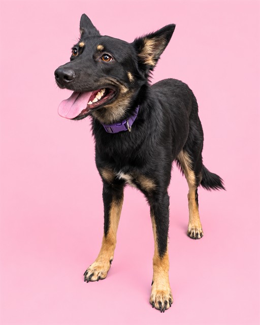 Shelter Stray Female Dog last seen Near BLOCK BEACHWOOD, 2020 Forest St, Jacksonville, FL 32204, USA