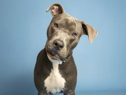 Shelter Stray Male Dog last seen W PIMA & S 5TH AVE, 5501 E Van Buren St, Phoenix, AZ 85008, USA