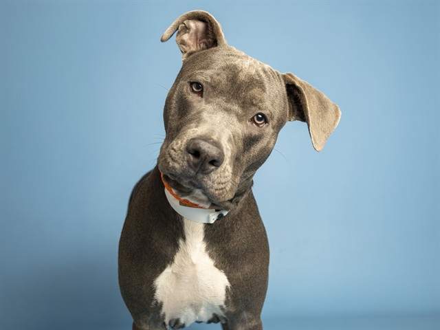 Shelter Stray Male Dog last seen W PIMA & S 5TH AVE, 5501 E Van Buren St, Phoenix, AZ 85008, USA