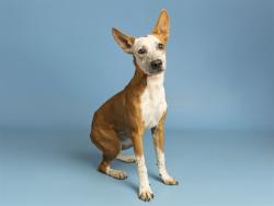 Shelter Stray Female Dog last seen 7TH ST/SOUTHERN AVE, 5501 E Van Buren St, Phoenix, AZ 85008, USA