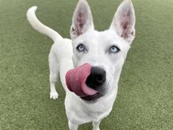 Shelter Stray Female Dog last seen 19TH AVE/DEER VALLEY DR, 5501 E Van Buren St, Phoenix, AZ 85008, USA