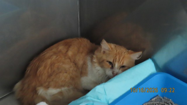 Shelter Stray Male Cat last seen SOSSAMAN AND BASELINE, 5501 E Van Buren St, Phoenix, AZ 85008, USA