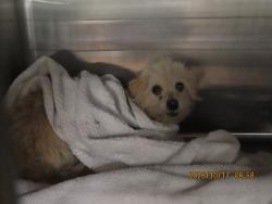 Shelter Stray Female Dog last seen EL MIRAGE AND BROADWAY, 5501 E Van Buren St, Phoenix, AZ 85008, USA