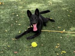 Shelter Stray Male Dog last seen , West Valley Animal Shelter, 20655 Plummer St, Chatsworth, CA 91311, USA